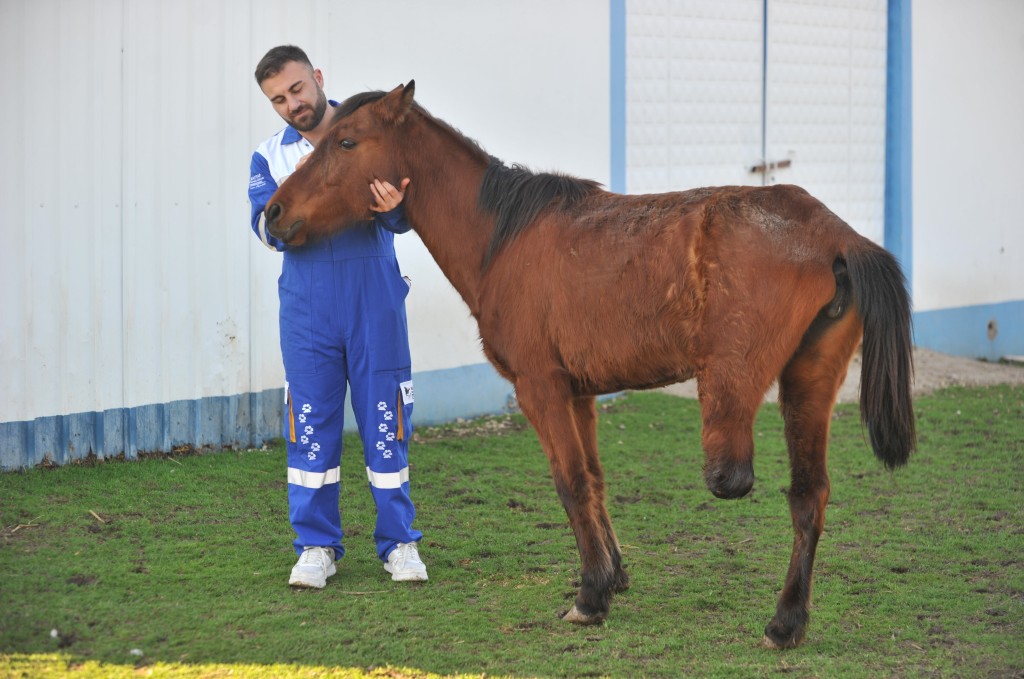 Bursa'da 3 bacaklı Frida yaşama tutundu!