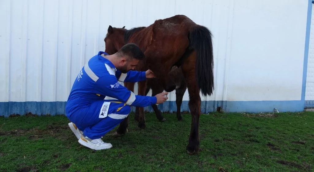 Bursa'da 3 bacaklı Frida yaşama tutundu!