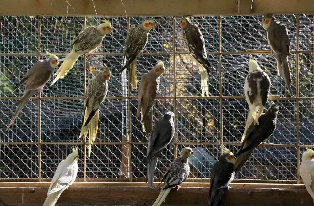 Kahve falında en çok çıkan figürler ve anlamları