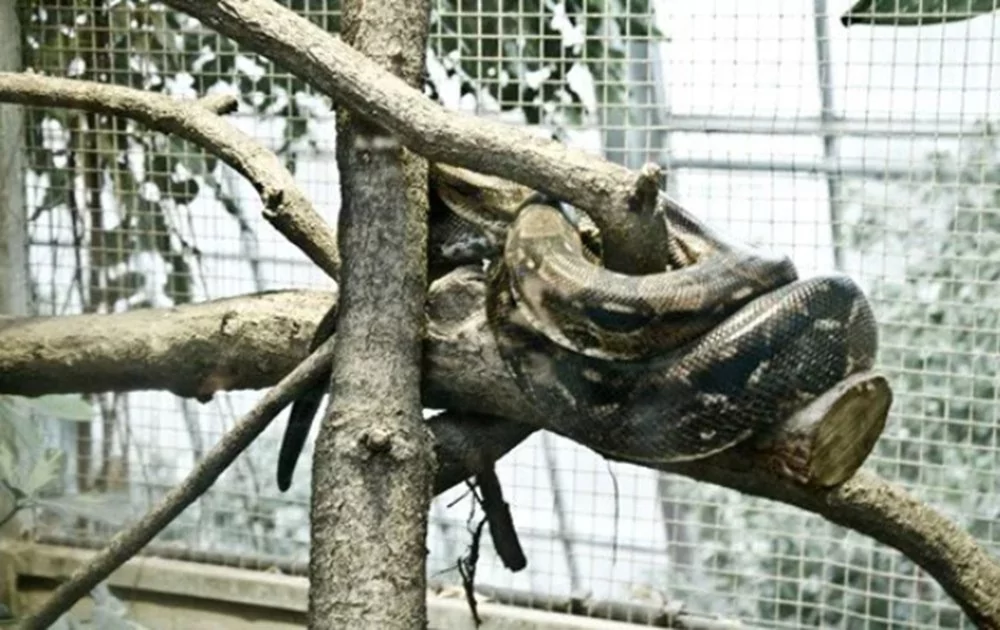 Kahve falında en çok çıkan figürler ve anlamları