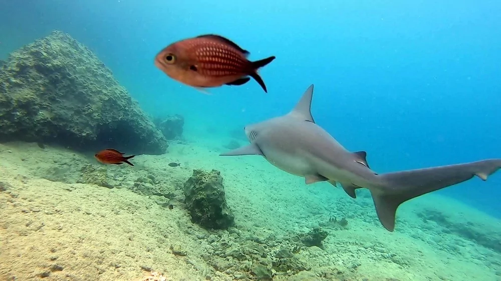 Kahve falında en çok çıkan figürler ve anlamları