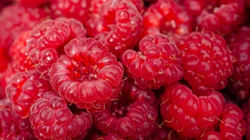 1 ay boyunca sadece meyve yenirse ne olur?