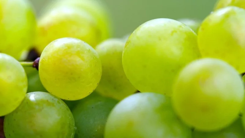 1 ay boyunca sadece meyve yenirse ne olur?