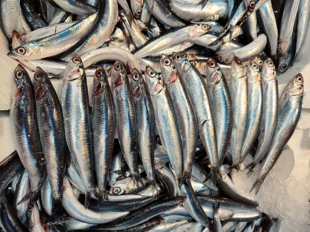 Taze balık nasıl anlaşılır? Balık tezgahından satın alırken nelere dikkat etmelisiniz?