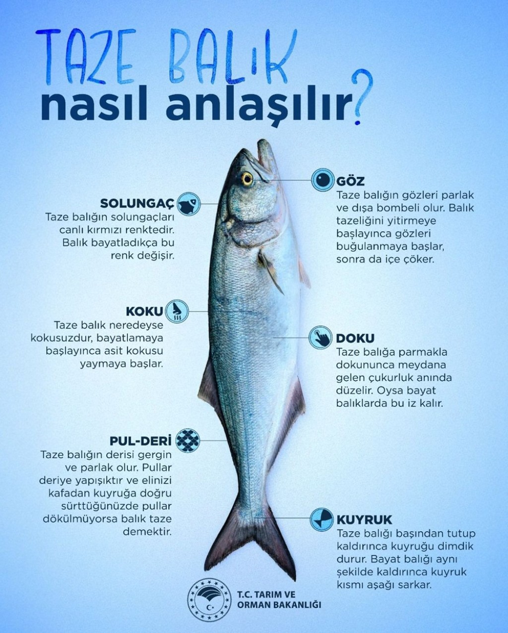 Taze balık nasıl anlaşılır? Balık tezgahından satın alırken nelere dikkat etmelisiniz?