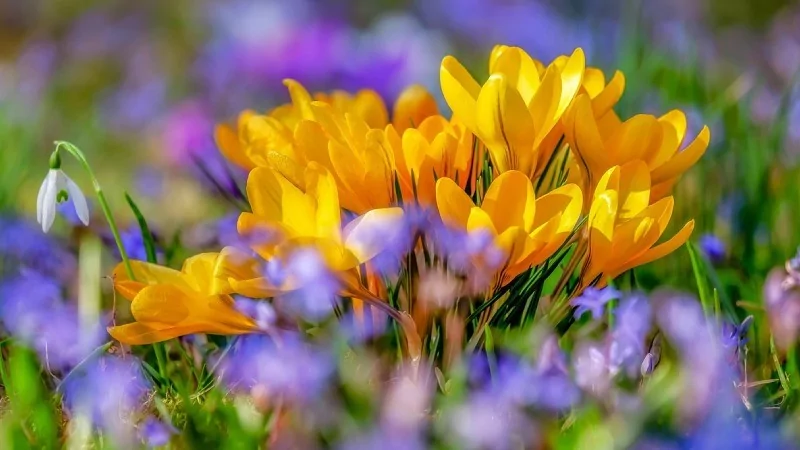 Baharın müjdecisi olan Cemre ne zaman düşecek?