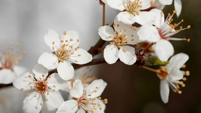 Baharın müjdecisi olan Cemre ne zaman düşecek?