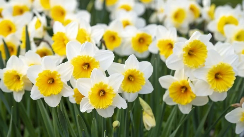 Baharın müjdecisi olan Cemre ne zaman düşecek?