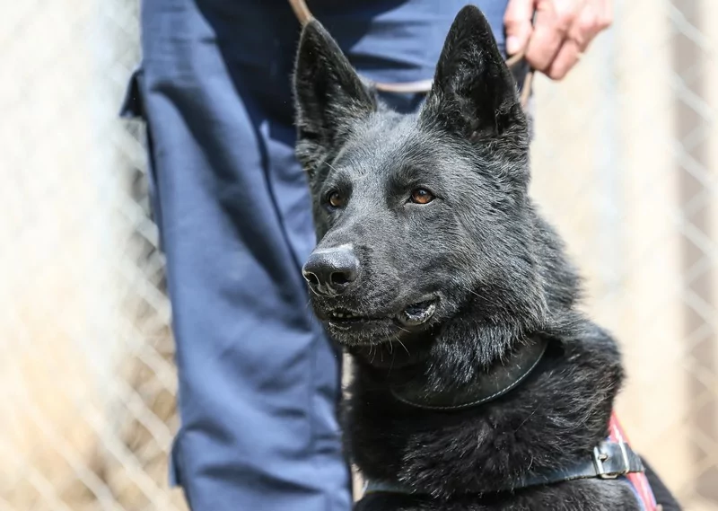 Bursa'da jandarmanın hassas burunları göreve hazır!
