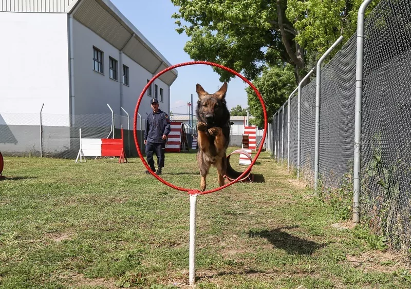 Bursa'da jandarmanın hassas burunları göreve hazır!