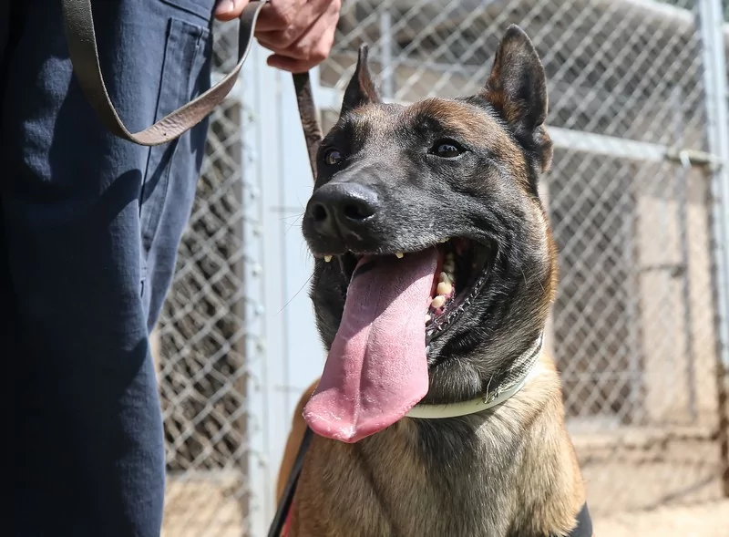 Bursa'da jandarmanın hassas burunları göreve hazır!