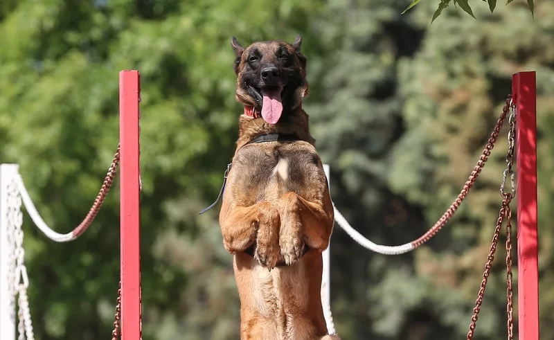 Bursa'da jandarmanın hassas burunları göreve hazır!