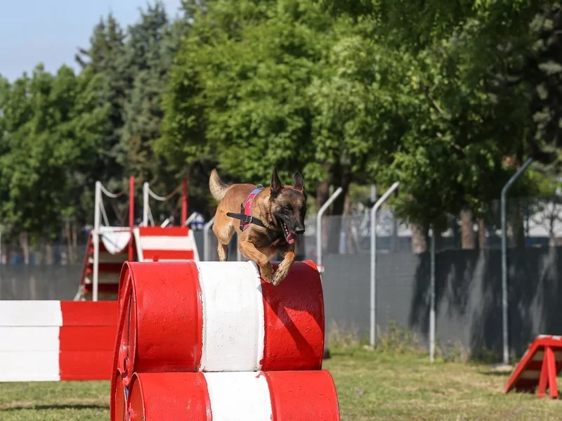 Bursa'da jandarmanın hassas burunları göreve hazır!