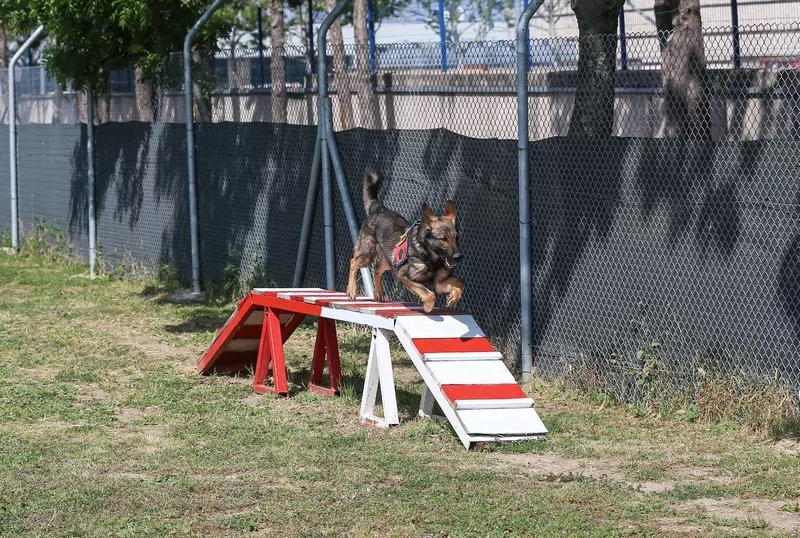 Bursa'da jandarmanın hassas burunları göreve hazır!