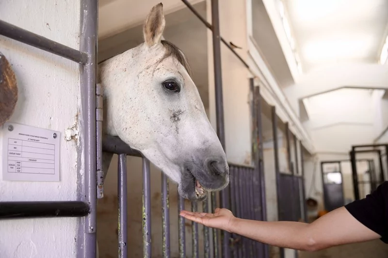 Bursa'da üniversite öğrencileri atları "oyunlarla" eğitiyor
