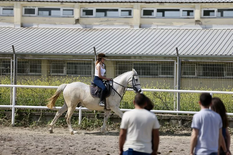 Bursa'da üniversite öğrencileri atları "oyunlarla" eğitiyor