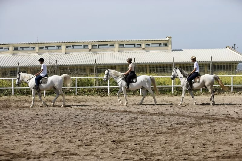 Bursa'da üniversite öğrencileri atları "oyunlarla" eğitiyor