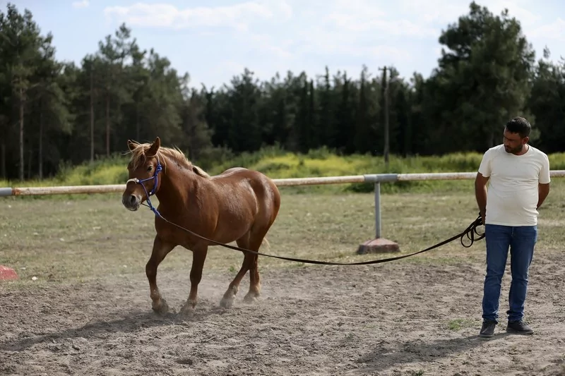 Bursa'da üniversite öğrencileri atları "oyunlarla" eğitiyor