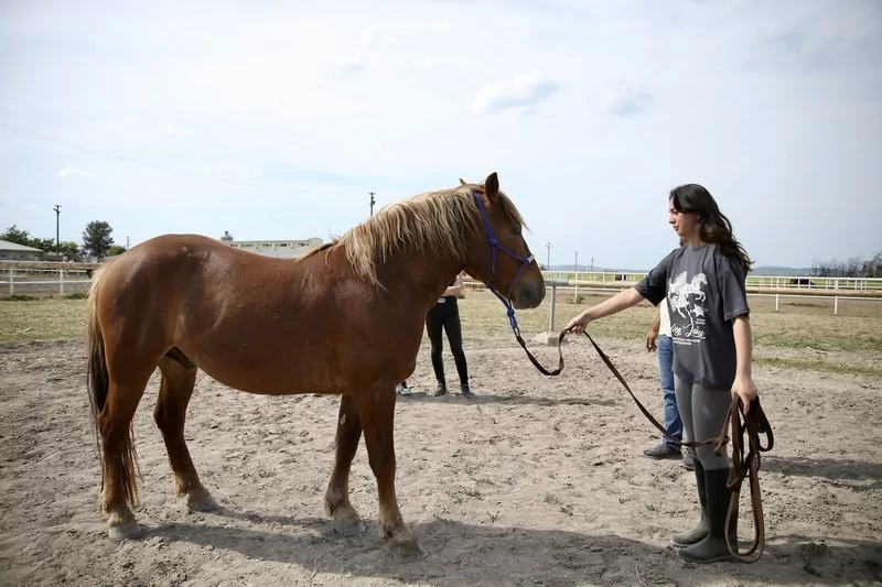 Bursa'da üniversite öğrencileri atları "oyunlarla" eğitiyor