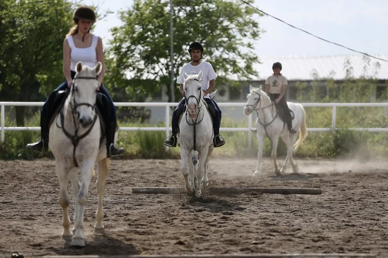 Bursa'da üniversite öğrencileri atları "oyunlarla" eğitiyor