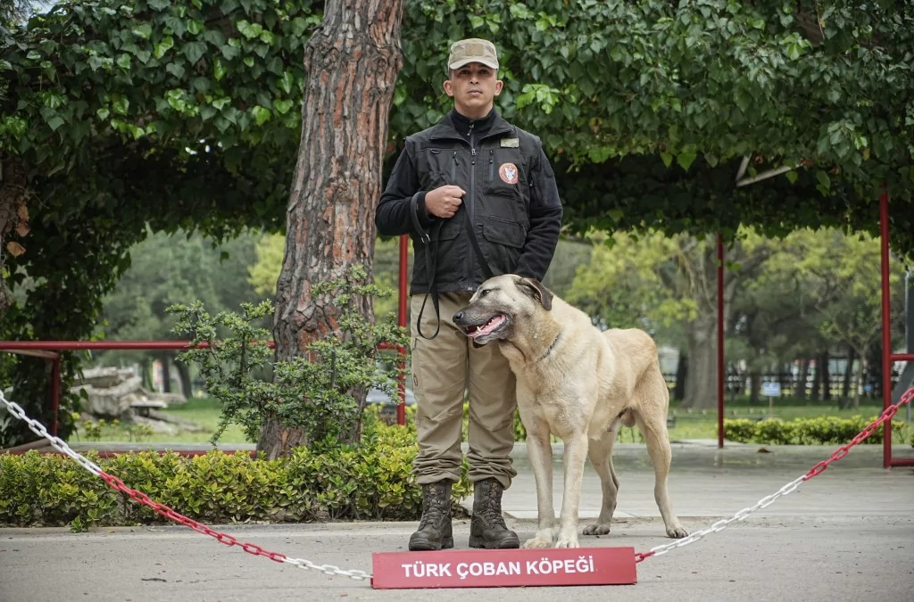 Vatan savunması Bursa'da yetişen can dostlara emanet