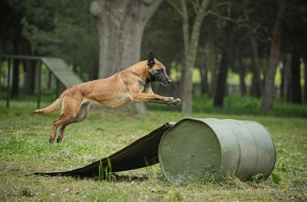 Vatan savunması Bursa'da yetişen can dostlara emanet