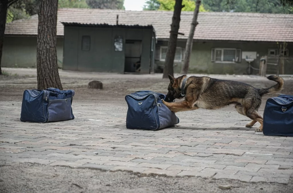Vatan savunması Bursa'da yetişen can dostlara emanet