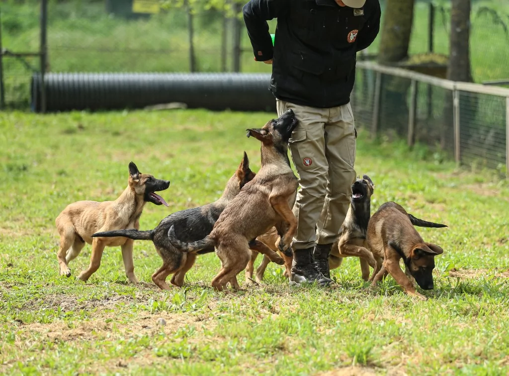 Vatan savunması Bursa'da yetişen can dostlara emanet