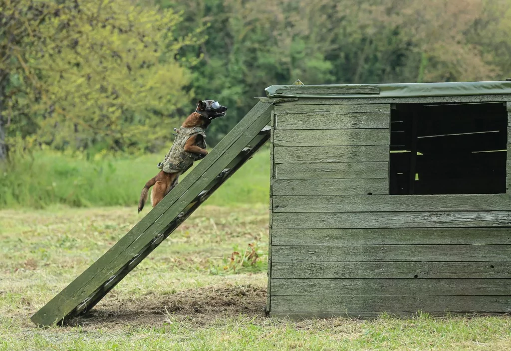 Vatan savunması Bursa'da yetişen can dostlara emanet