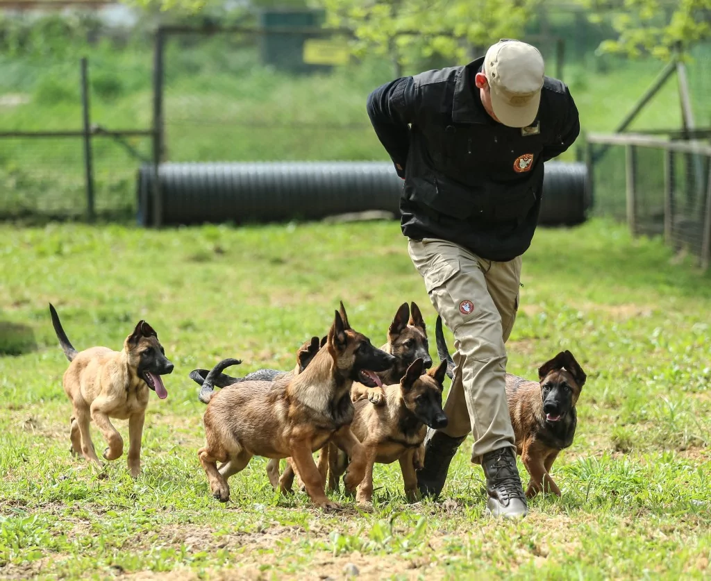 Vatan savunması Bursa'da yetişen can dostlara emanet