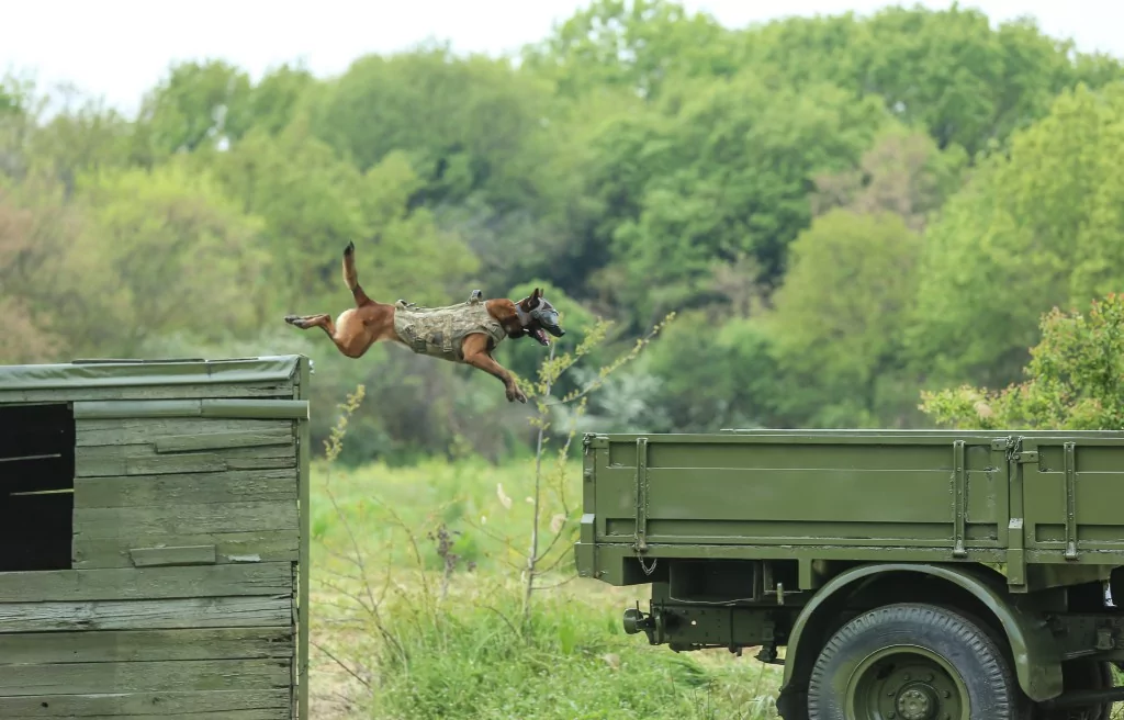 Vatan savunması Bursa'da yetişen can dostlara emanet