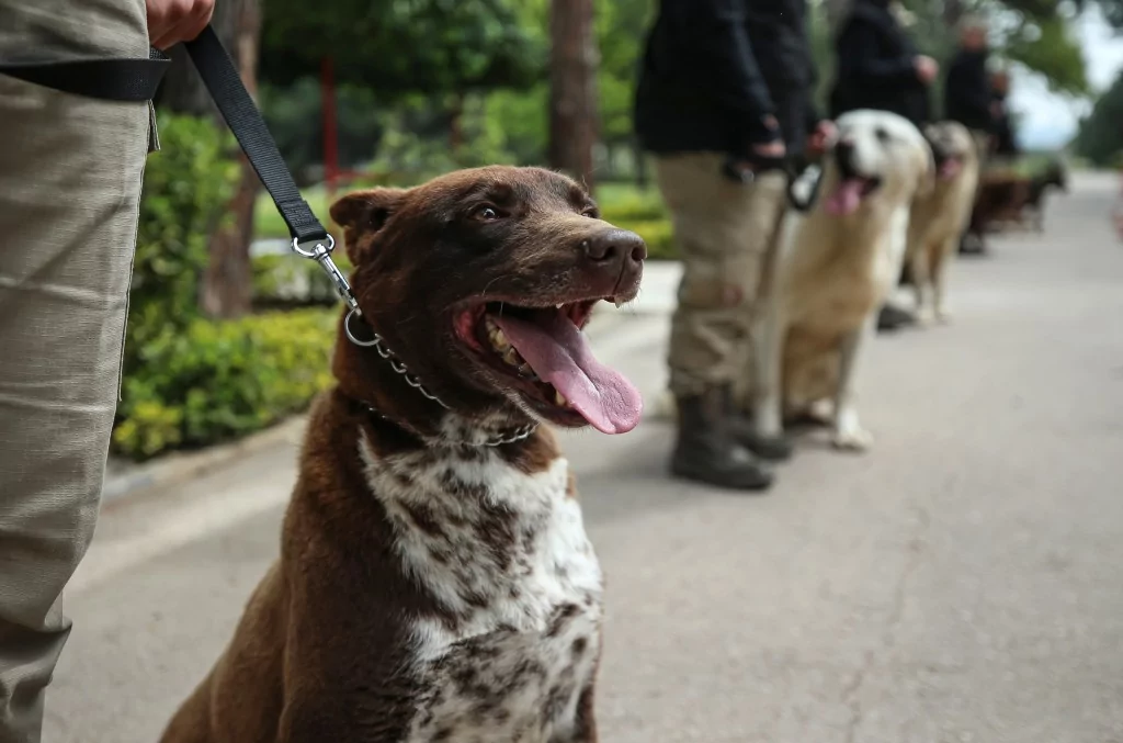 Vatan savunması Bursa'da yetişen can dostlara emanet