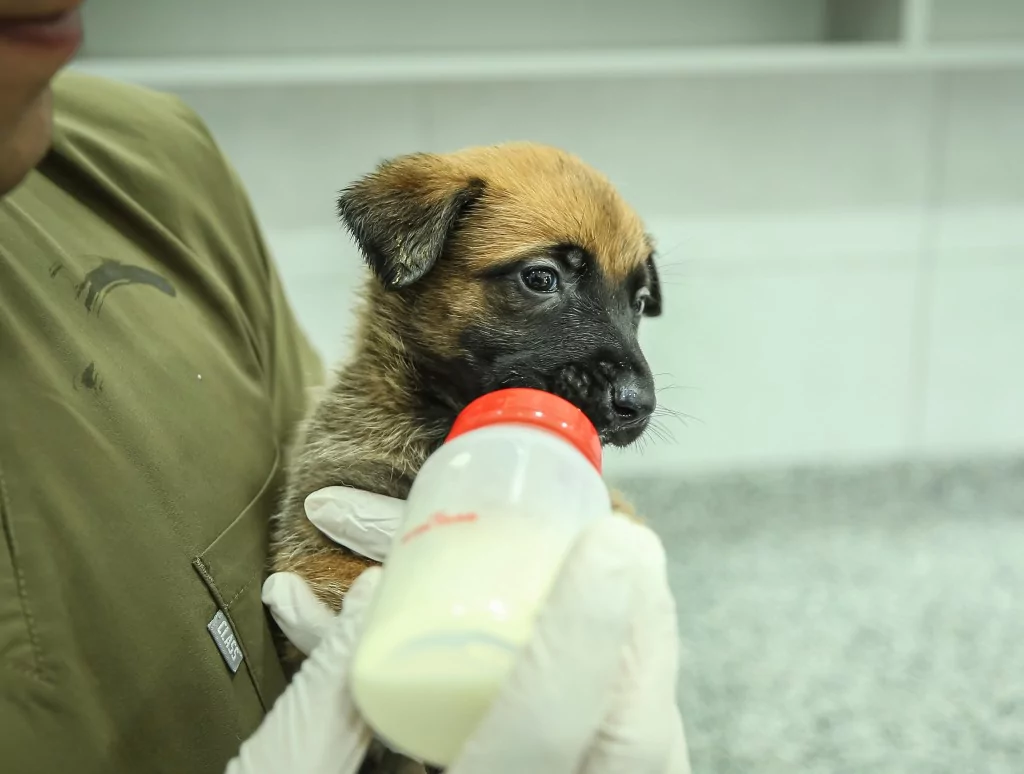 Vatan savunması Bursa'da yetişen can dostlara emanet
