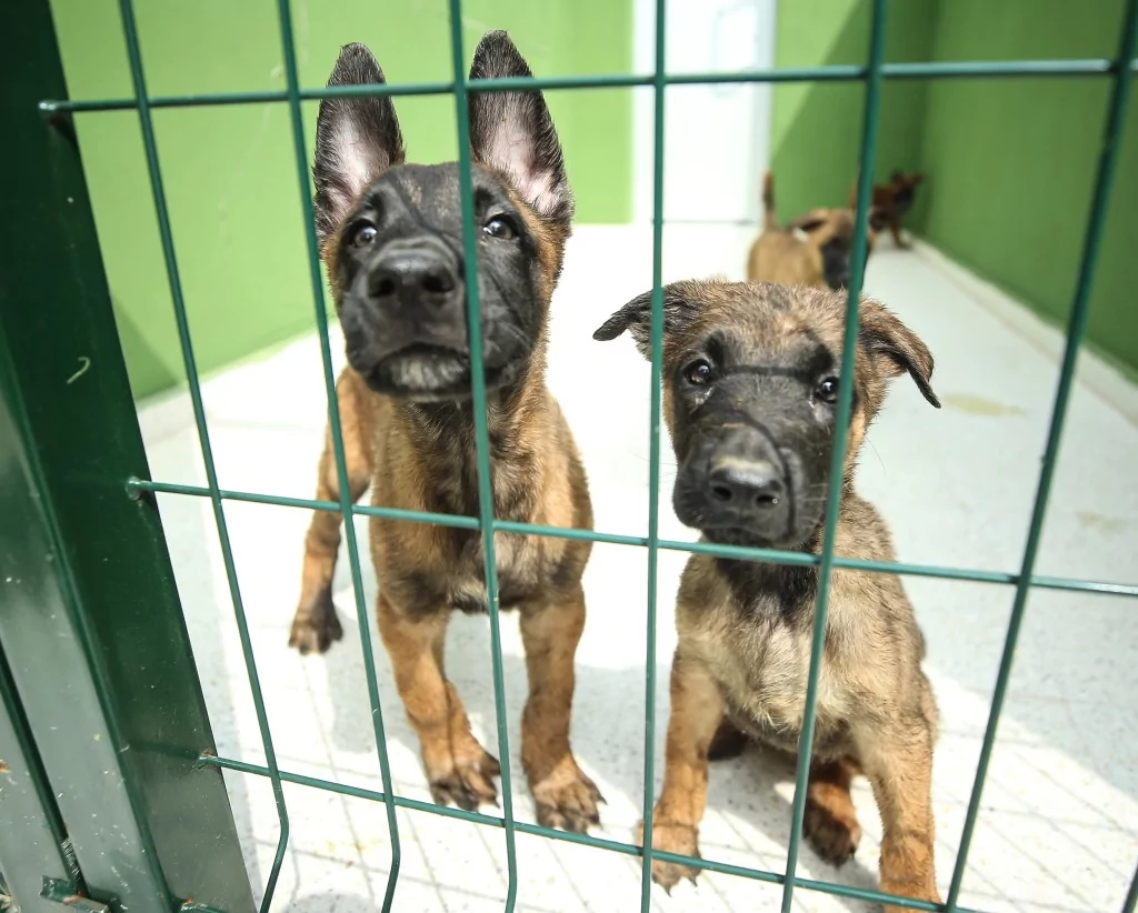 Vatan savunması Bursa'da yetişen can dostlara emanet