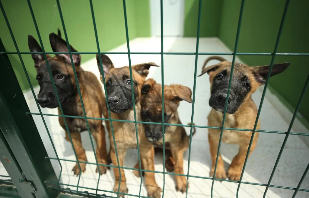 Vatan savunması Bursa'da yetişen can dostlara emanet