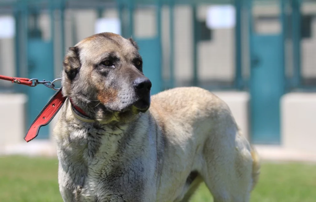 Bursa'daki yavrulara yoğun talep! 6 ay sıra bekleniyor