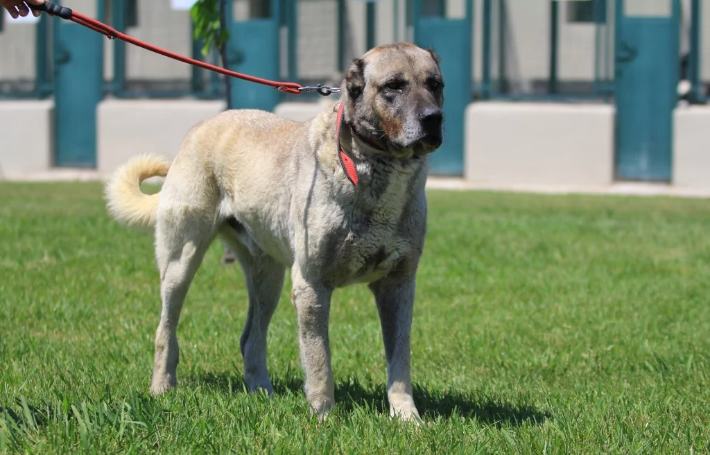 Bursa'daki yavrulara yoğun talep! 6 ay sıra bekleniyor