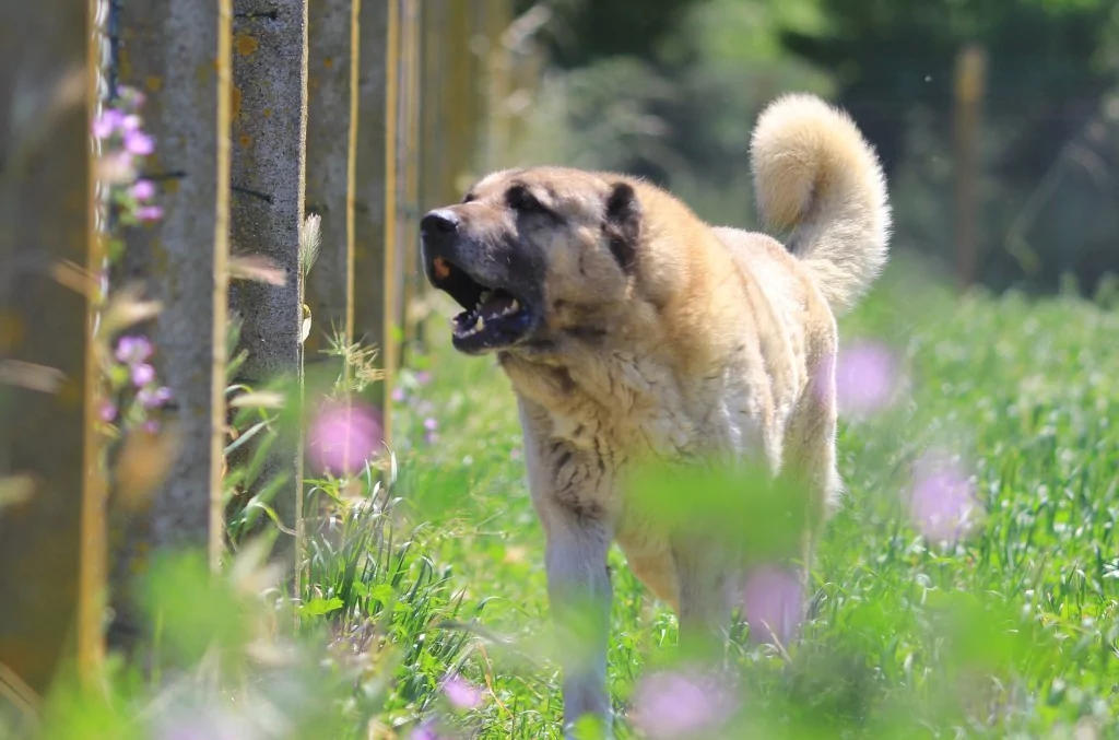Bursa'daki yavrulara yoğun talep! 6 ay sıra bekleniyor