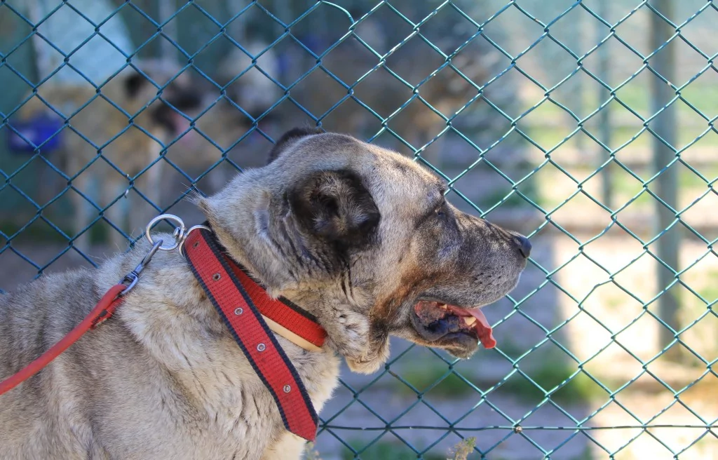 Bursa'daki yavrulara yoğun talep! 6 ay sıra bekleniyor