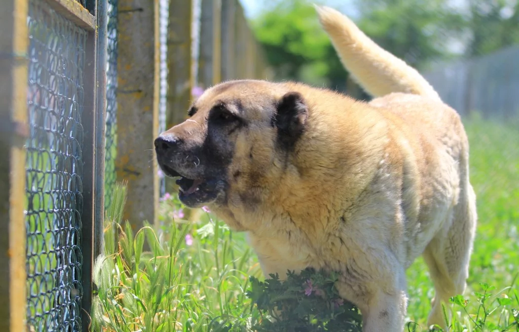 Bursa'daki yavrulara yoğun talep! 6 ay sıra bekleniyor