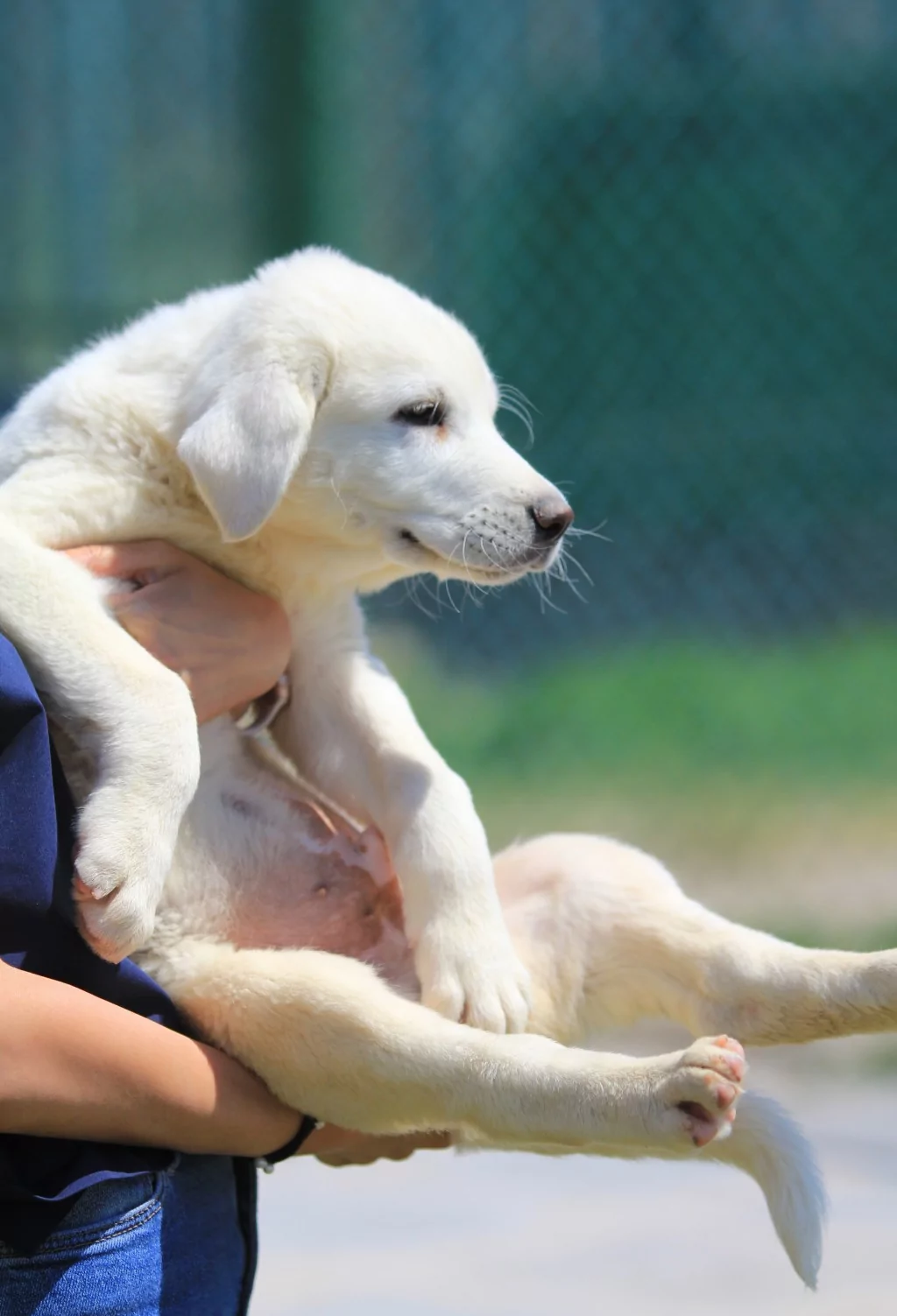 Bursa'daki yavrulara yoğun talep! 6 ay sıra bekleniyor