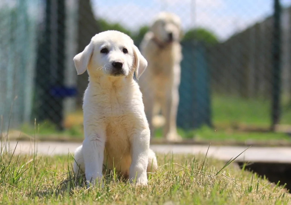 Bursa'daki yavrulara yoğun talep! 6 ay sıra bekleniyor