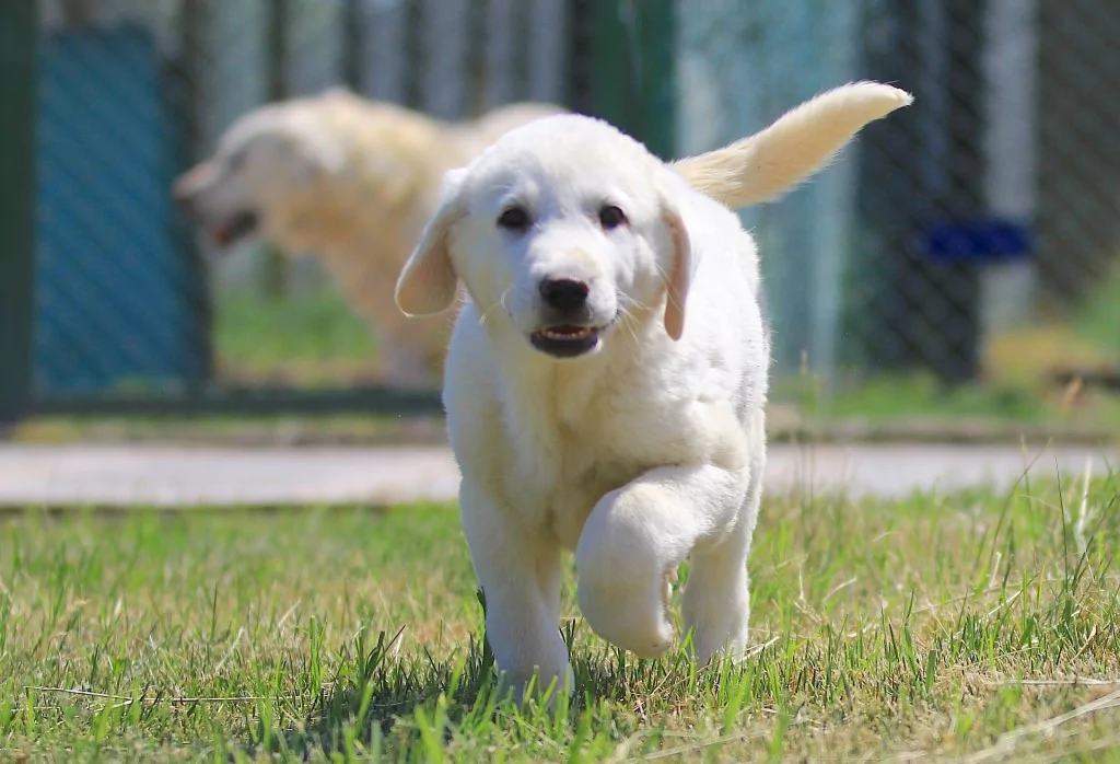 Bursa'daki yavrulara yoğun talep! 6 ay sıra bekleniyor