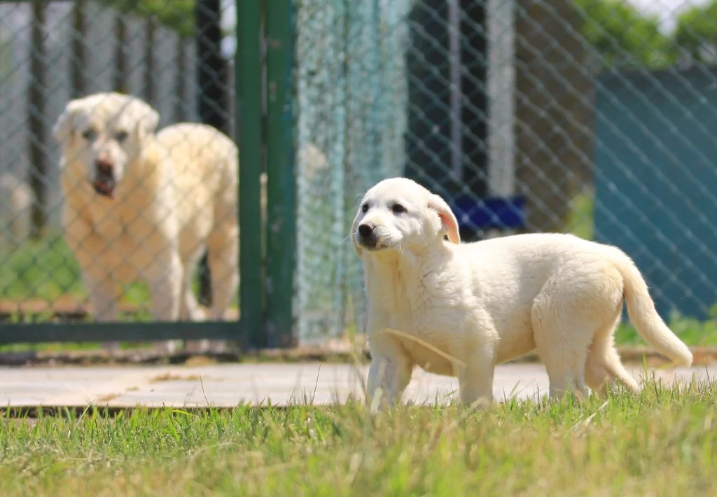 Bursa'daki yavrulara yoğun talep! 6 ay sıra bekleniyor