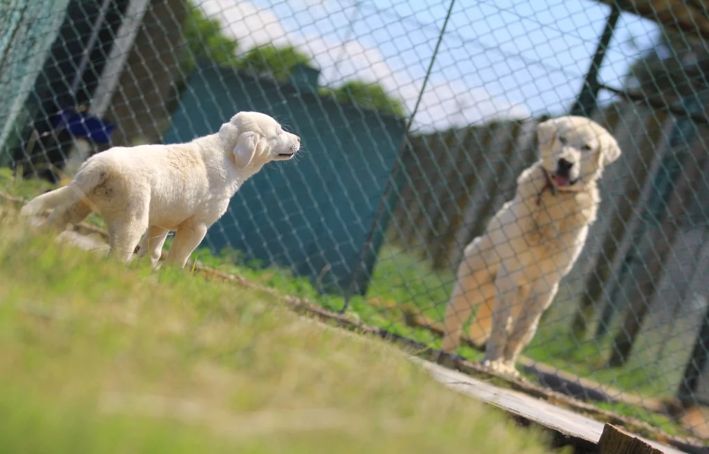 Bursa'daki yavrulara yoğun talep! 6 ay sıra bekleniyor