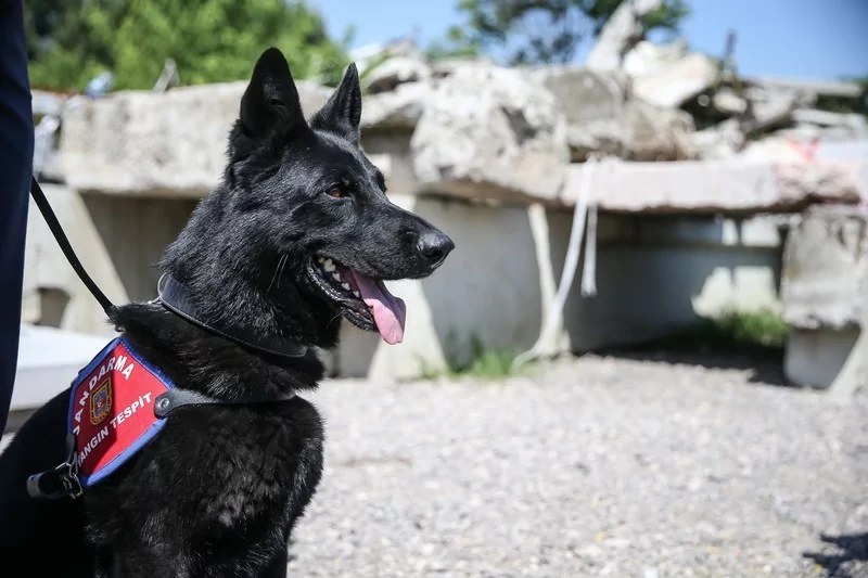 Bursa'nın yangın tespit köpeği Bronz, "şüpheli yangınların" aydınlatılmasına katkı sağlıyor