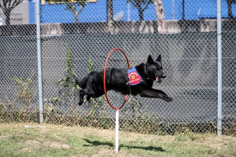 Bursa'nın yangın tespit köpeği Bronz, "şüpheli yangınların" aydınlatılmasına katkı sağlıyor