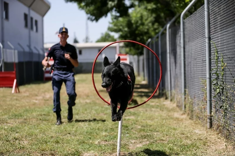 Bursa'nın yangın tespit köpeği Bronz, "şüpheli yangınların" aydınlatılmasına katkı sağlıyor