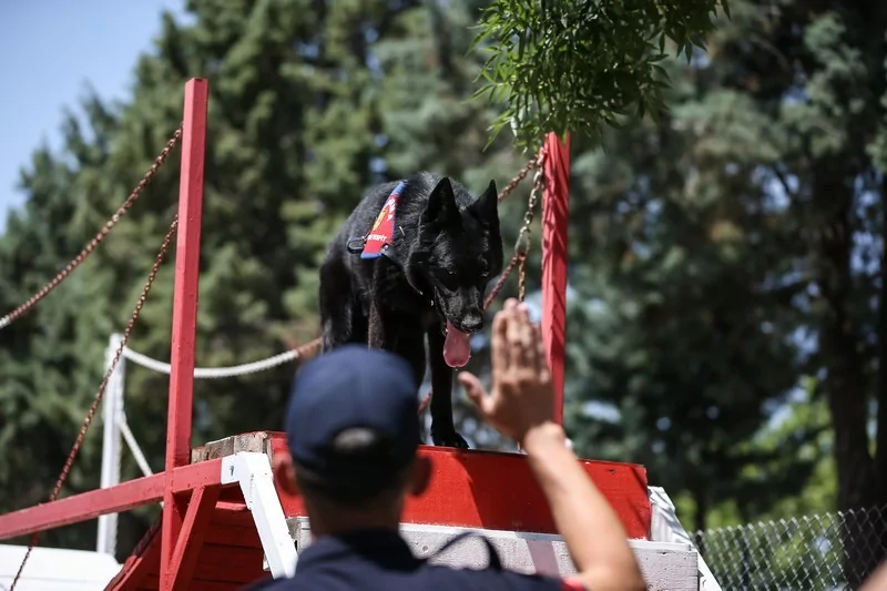 Bursa'nın yangın tespit köpeği Bronz, "şüpheli yangınların" aydınlatılmasına katkı sağlıyor