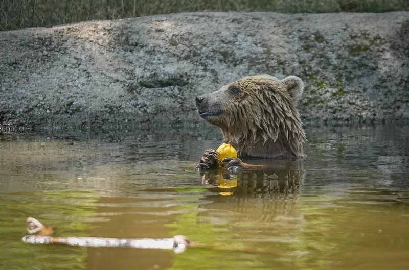 Bursa Karacabey ayı barınağının sakinleri sıcak havalarda özel gıdalarla besleniyor